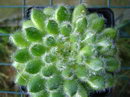 Echeveria Setosa